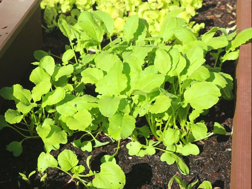 Pflücksalat im Hochbeet