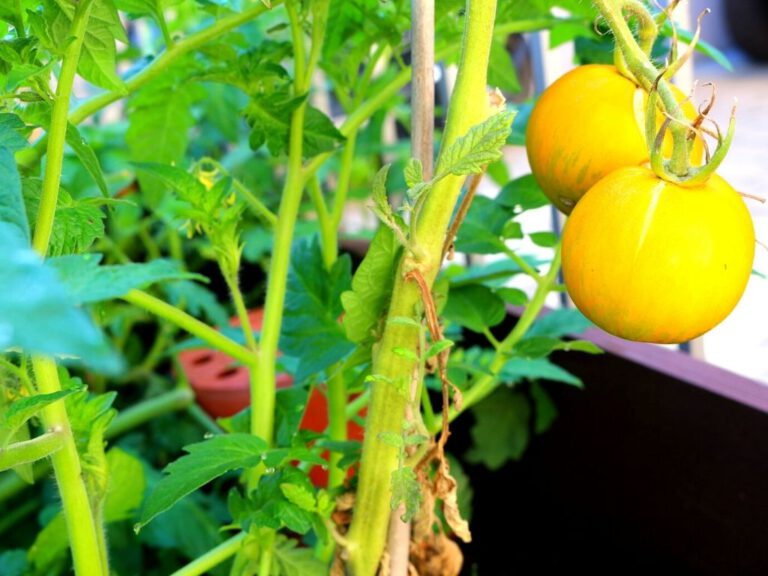 Gelbe Tomaten